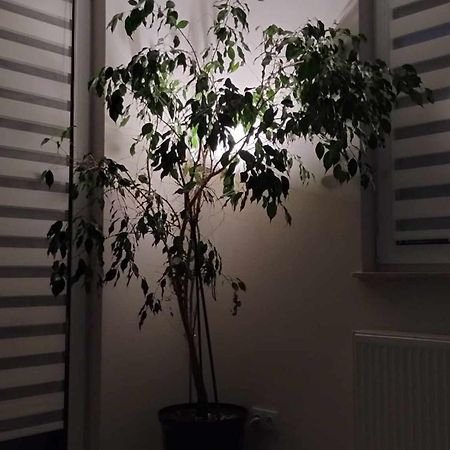 Apartament Zielone Zamienie Экстерьер фото