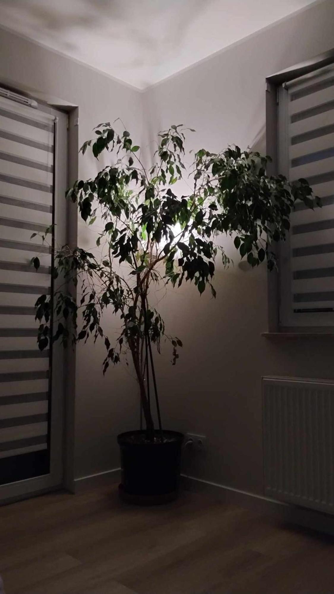 Apartament Zielone Zamienie Экстерьер фото